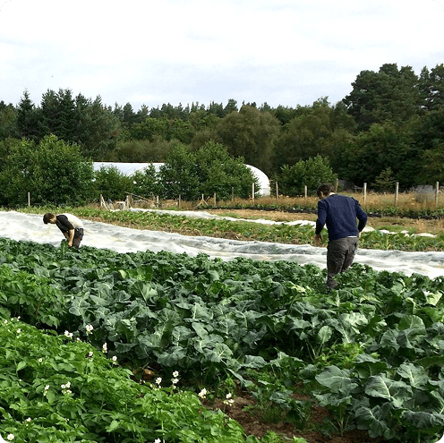 Black Isle Veg Boxes
