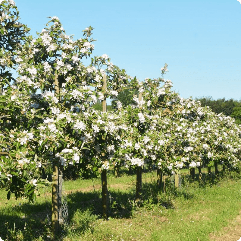 Widmore Farm